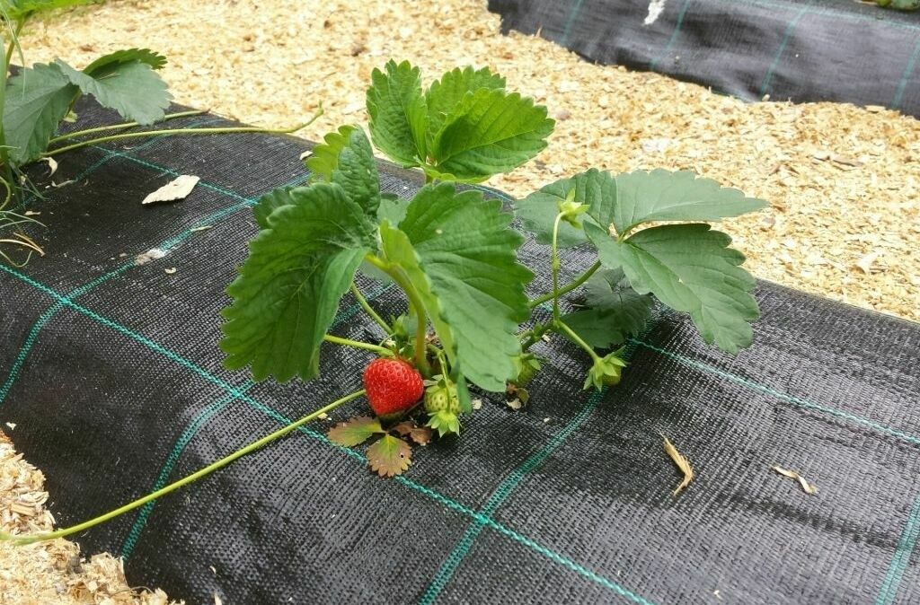 Агроткань застилочная от сорняков Агроткань застилочная от сорняков